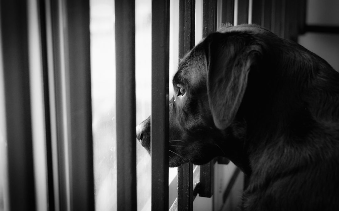 Caltanissetta – Morto il cane lasciato giorni sul balcone. LNDC denuncia