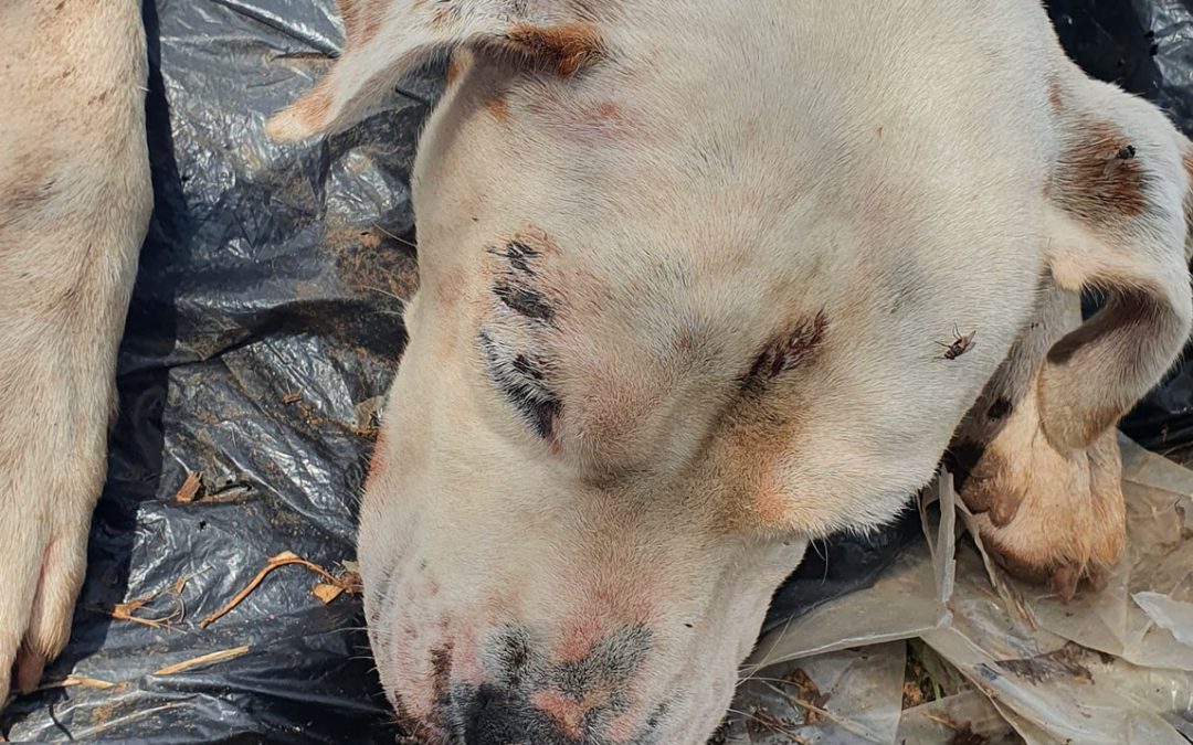 Bellolampo (PA) – Dogo vittima di crudeltà. LNDC denuncia