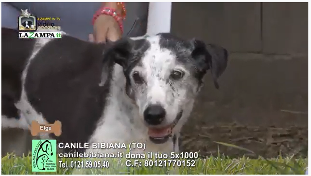 4 Zampe in TV al Rifugio LNDC di Valpellice (TO)