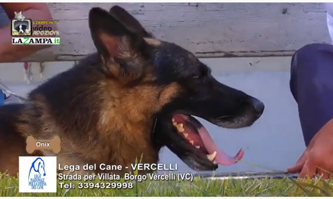 4 Zampe in TV al Rifugio LNDC di Vercelli