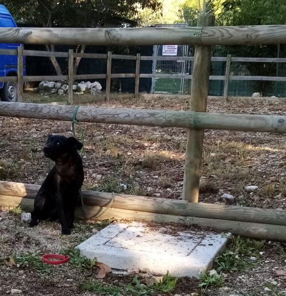 L’Aquila – Cagnolina abbandonata davanti al canile LNDC