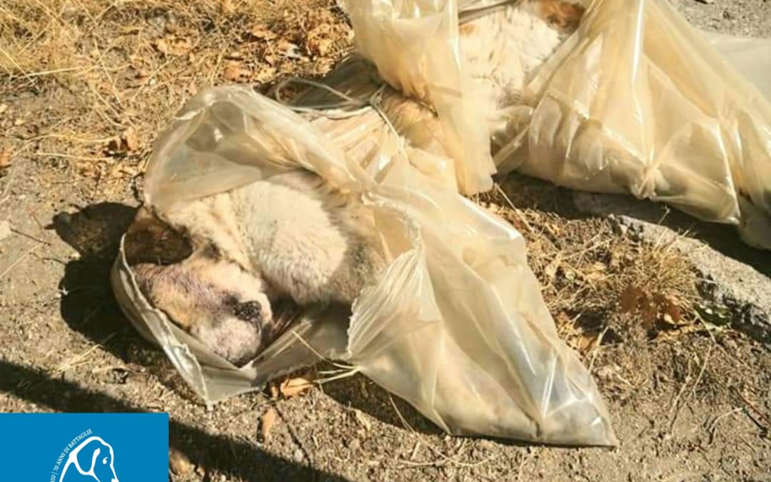 Sorbo Serpico (AV) – Cane legato e massacrato. LNDC denuncia