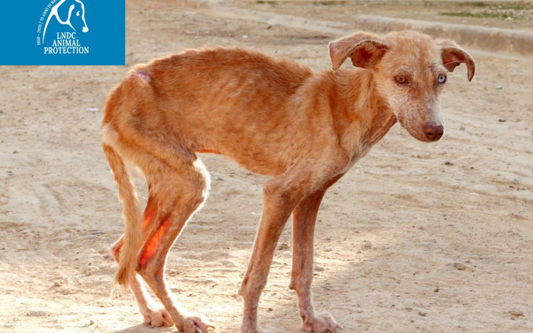 Dubai – Cani e gatti uccisi per Expo. LNDC scrive all’Ambasciatore