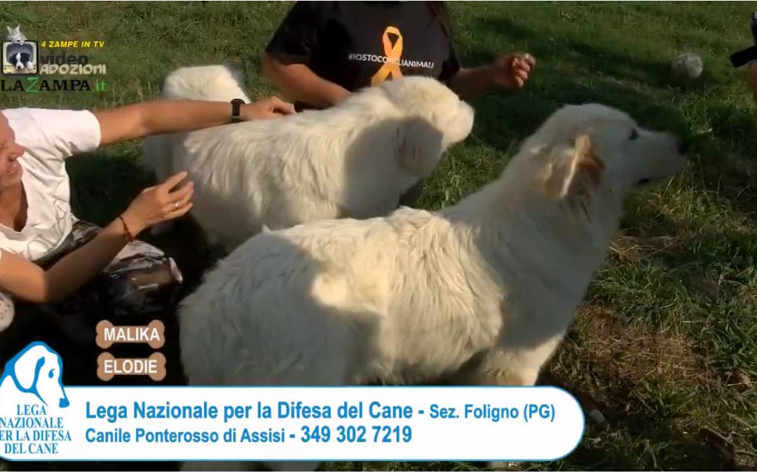 4 Zampe in TV dagli attivisti LNDC di Foligno (PG)/2