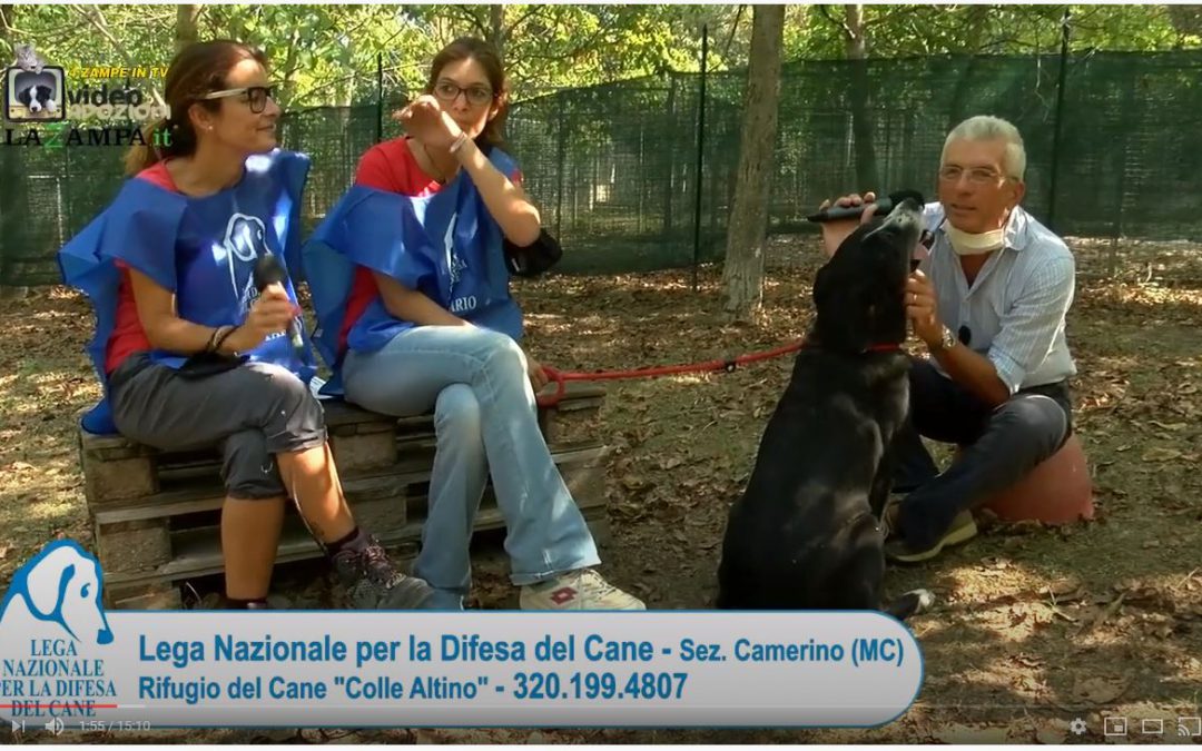 4 Zampe in TV al Rifugio LNDC di Camerino (MC)/2