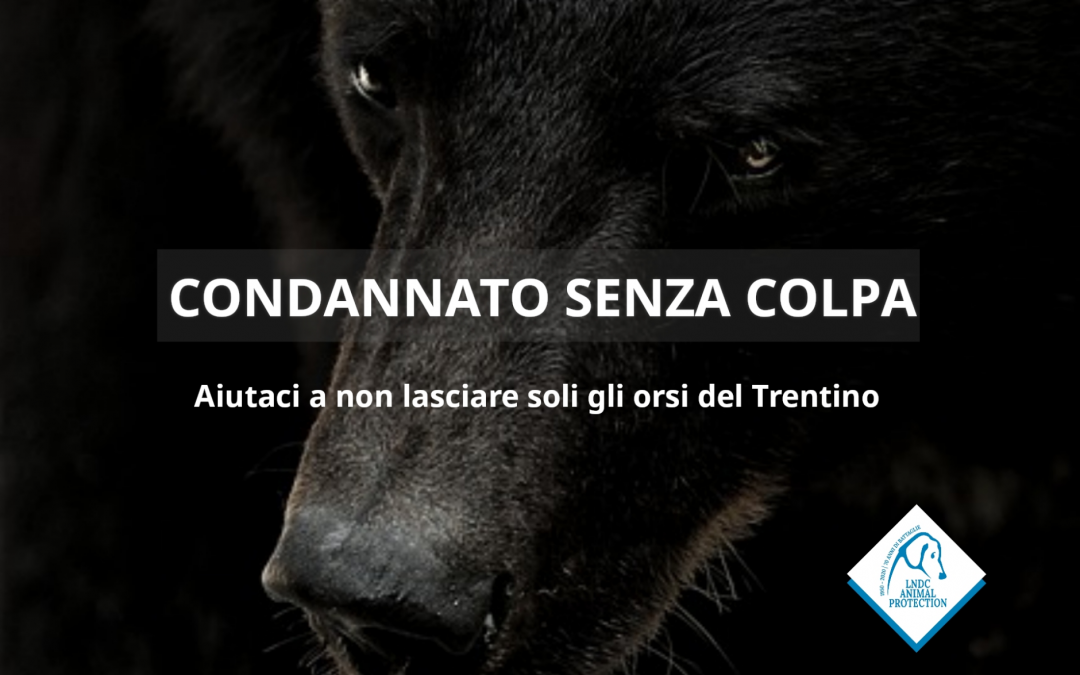 Trentino, LNDC Animal Protection: “Gli orsi detenuti stanno soffrendo, lo scrivono anche i carabinieri del Cites”