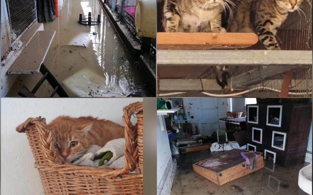 Nubifragio in Liguria, gli animali hanno bisogno di aiuto