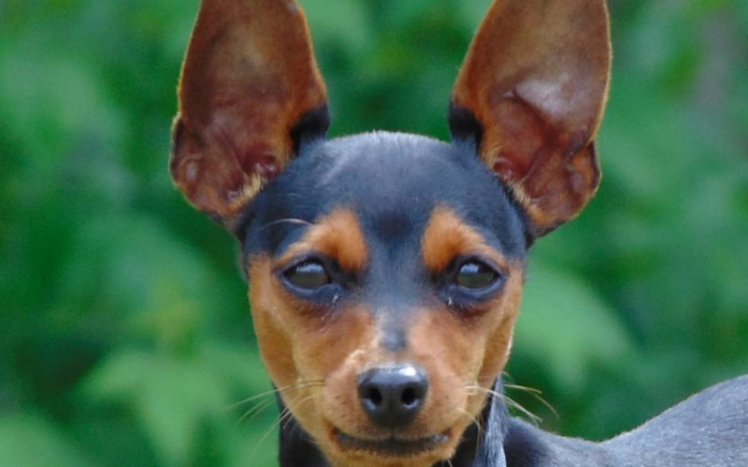 Roma – Pincher ucciso e gettato in un cassonetto: LNDC denuncia