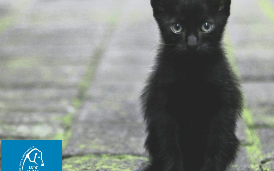Bullo prende a calci un gattino a Casoria (NA), LNDC lo denuncia.