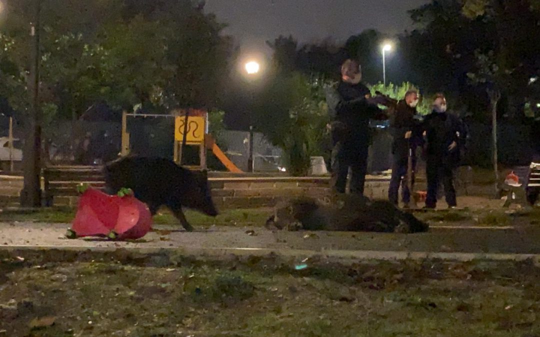 Roma – Cinghiali uccisi in un parco giochi. LNDC denuncia