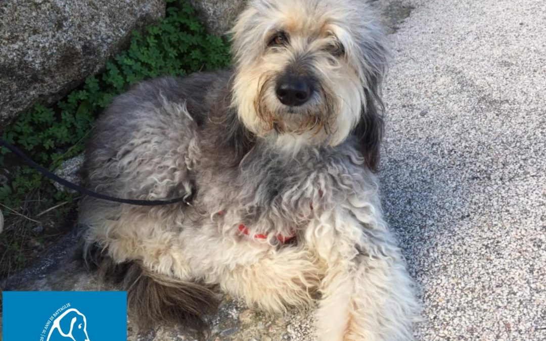 Grosseto, LNDC parte civile nel processo per Hollie