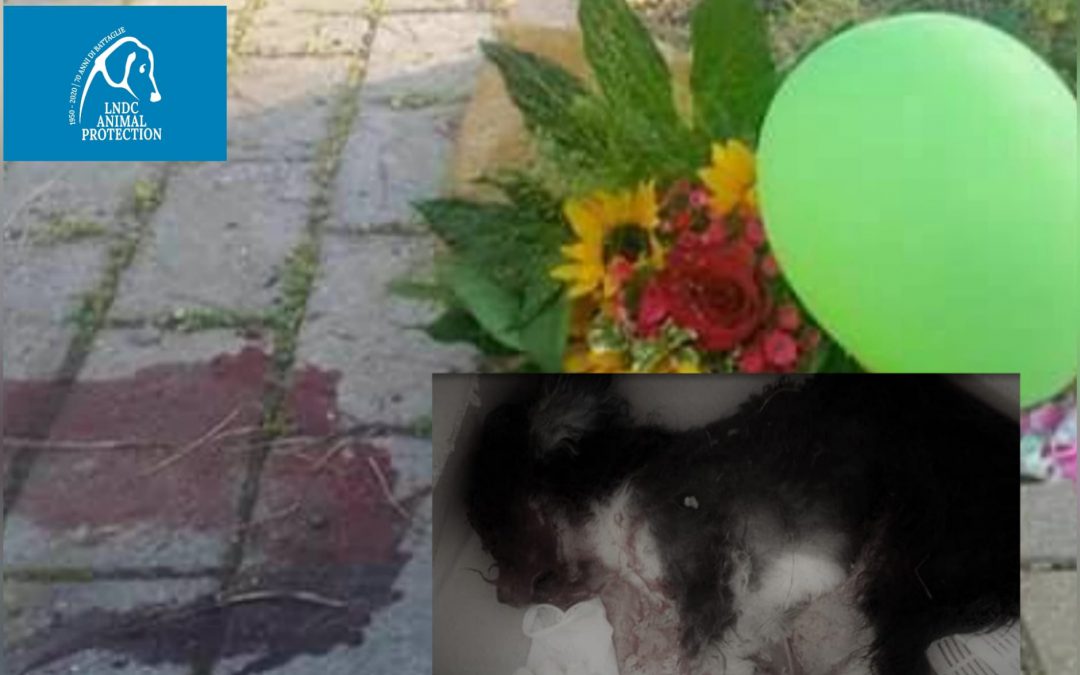 Salerno – Confermata la condanna per l’uccisione di Chicca