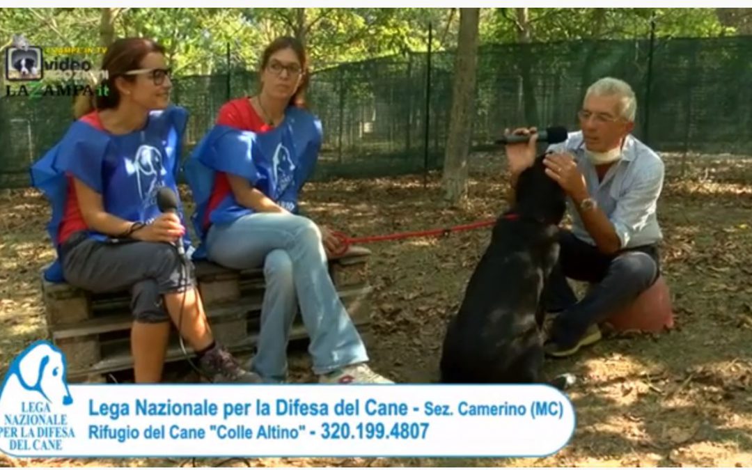 4 Zampe in TV al Rifugio LNDC di Camerino (MC)