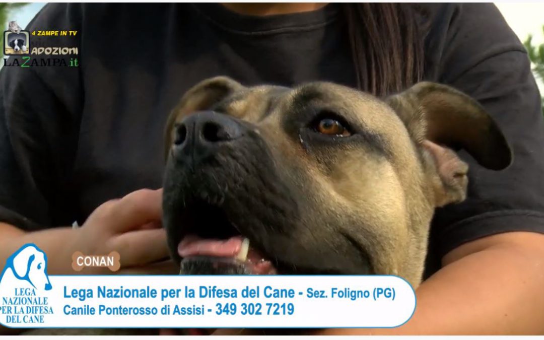4 Zampe in TV dagli attivisti LNDC di Foligno (PG)