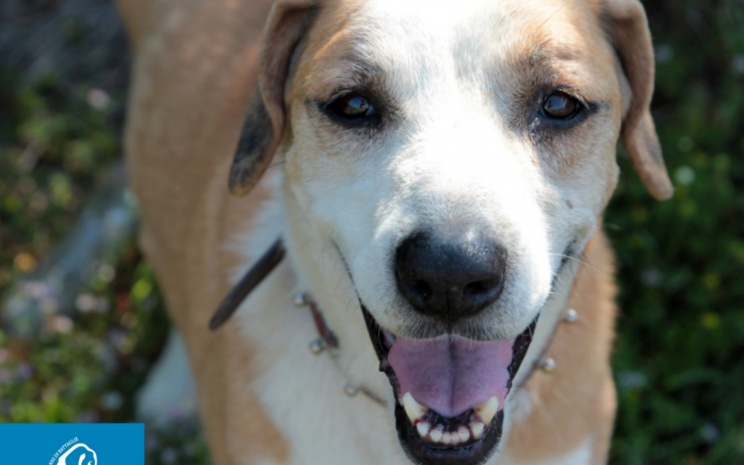 Cittadella (PD) – Il lieto fine della storia di Tex