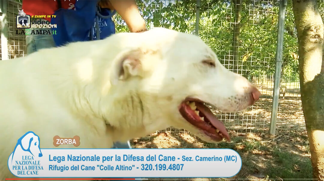 4 Zampe in TV al Rifugio LNDC di Camerino (MC)/3