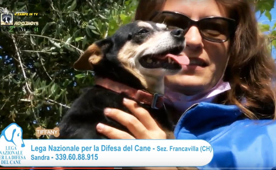 4 Zampe in TV al Rifugio LNDC di Francavilla al Mare (CH) – 1