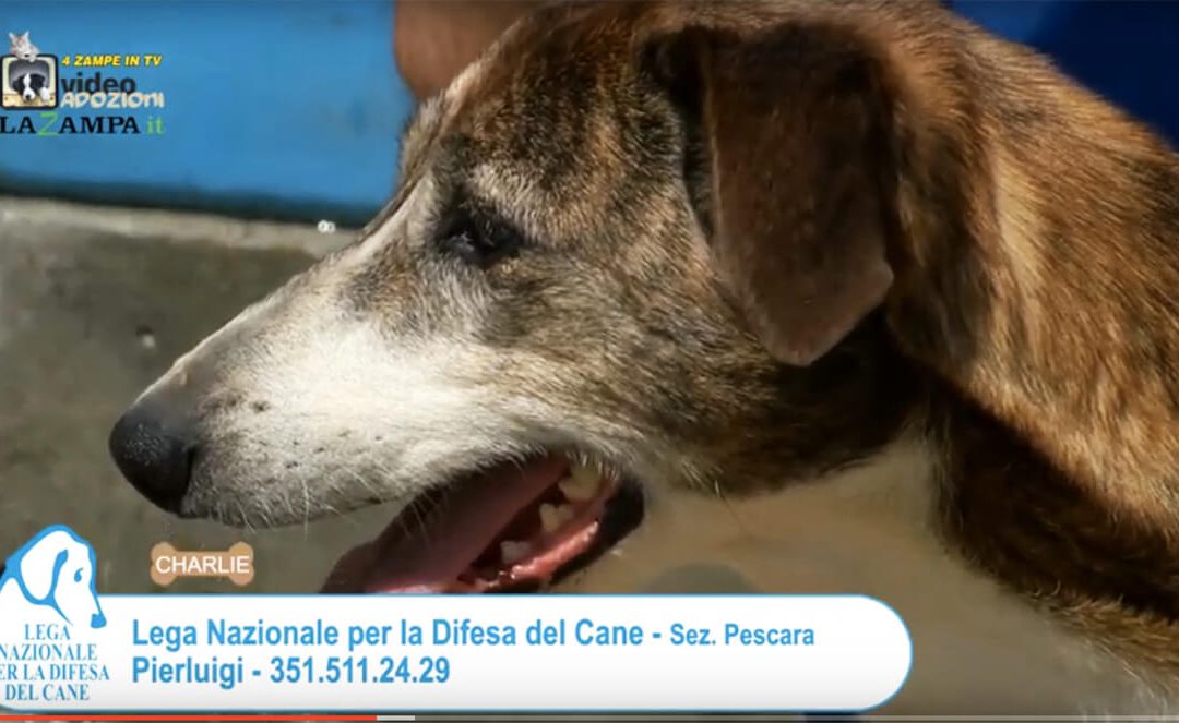 4 Zampe in TV al Rifugio LNDC di Pescara – 1