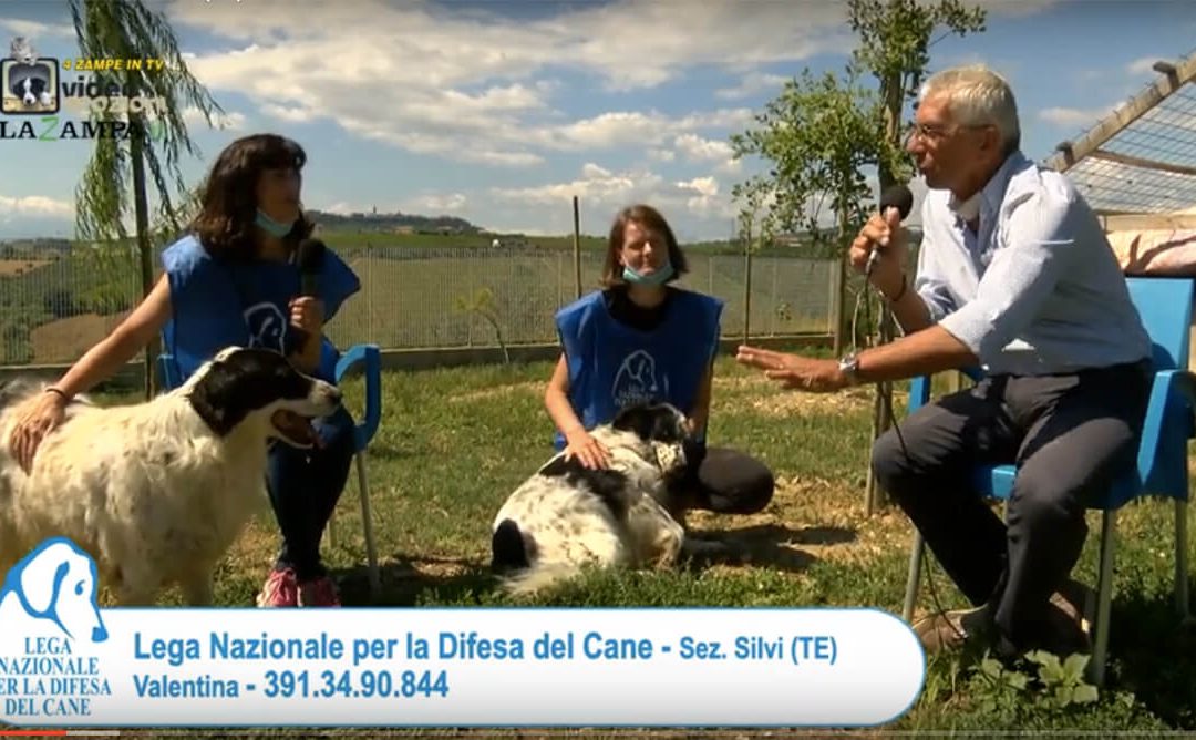 4 Zampe in TV al Rifugio LNDC di Silvi (TE) – 1