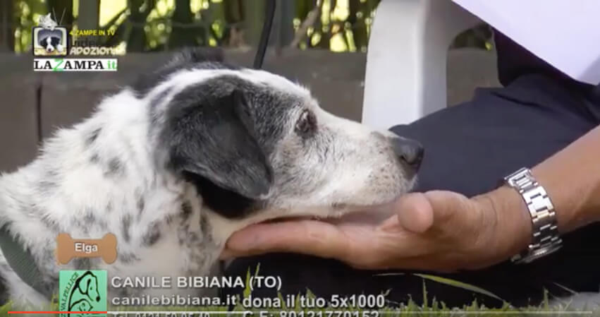 4 Zampe in TV al Rifugio LNDC di Valpellice (TO)/2