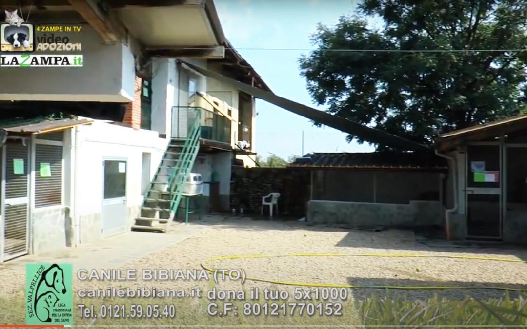 4 Zampe in TV al Rifugio LNDC di Valpellice (TO)/3