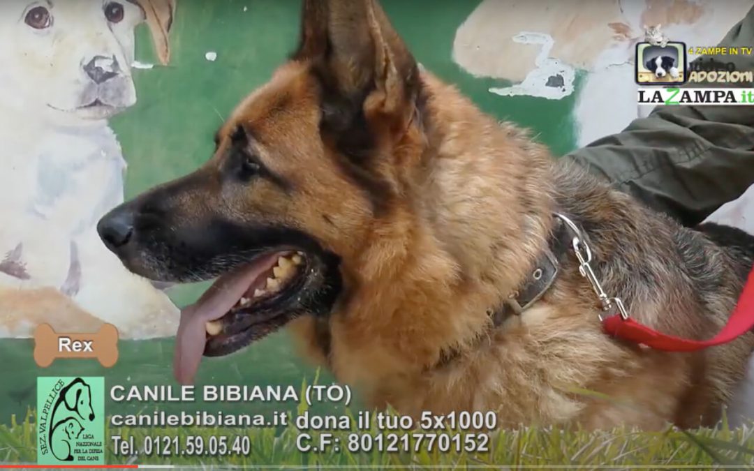 4 Zampe in TV al Rifugio LNDC di Valpellice (TO)/4