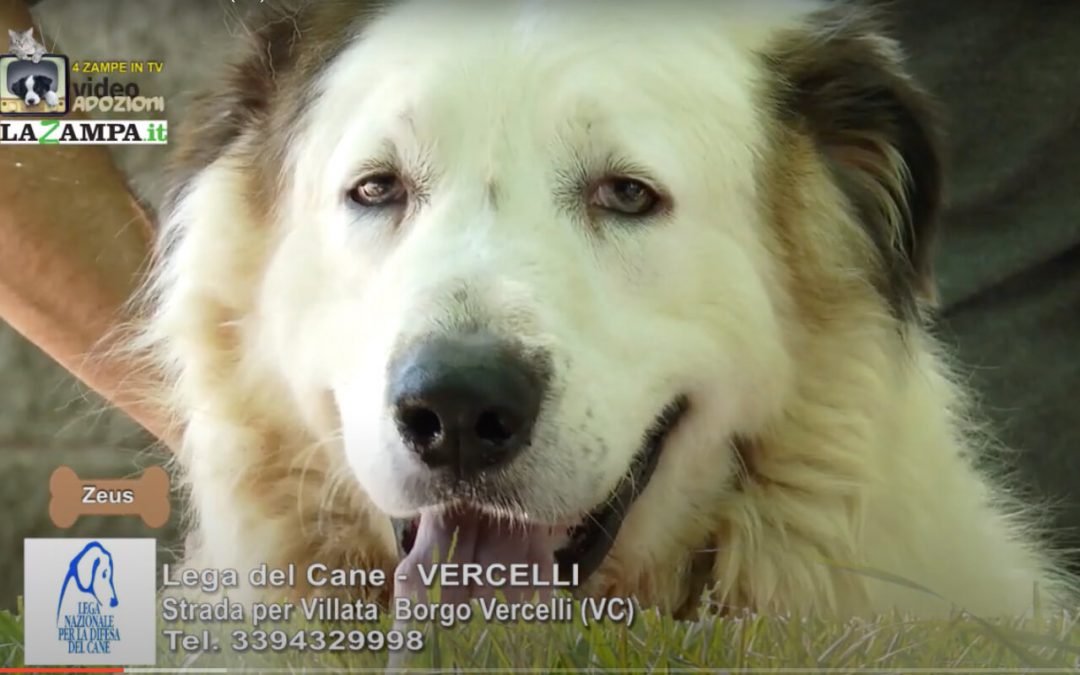 4 Zampe in TV al Rifugio LNDC di Vercelli – 2