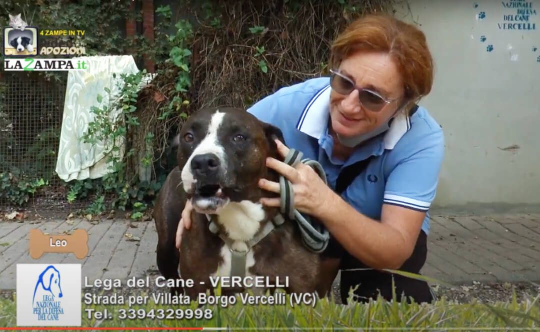 4 Zampe in TV al Rifugio LNDC di Vercelli – 3