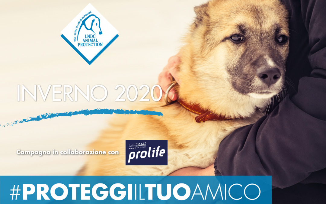 L’inverno è alle porte, un decalogo per proteggere i nostri animali