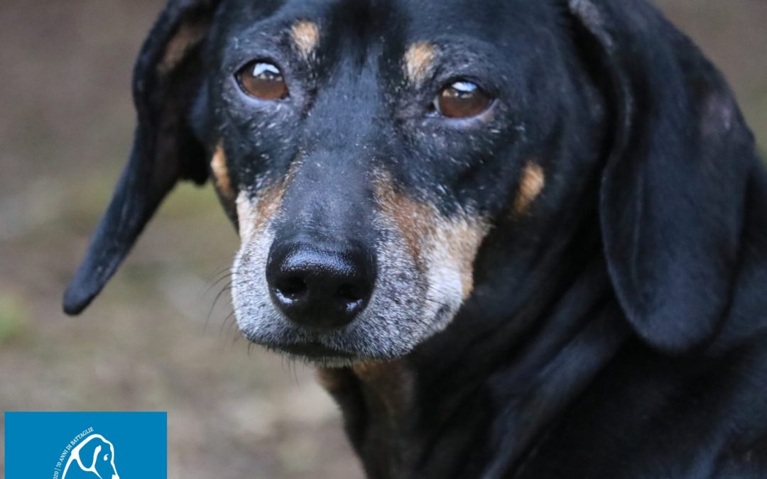 Fardella (PZ) – Lega il cane al furgone e lo trascina fino a farlo morire