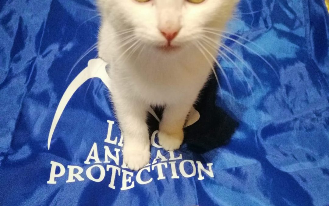 Nuova emergenza Covid-19: cosa devono sapere i volontari?