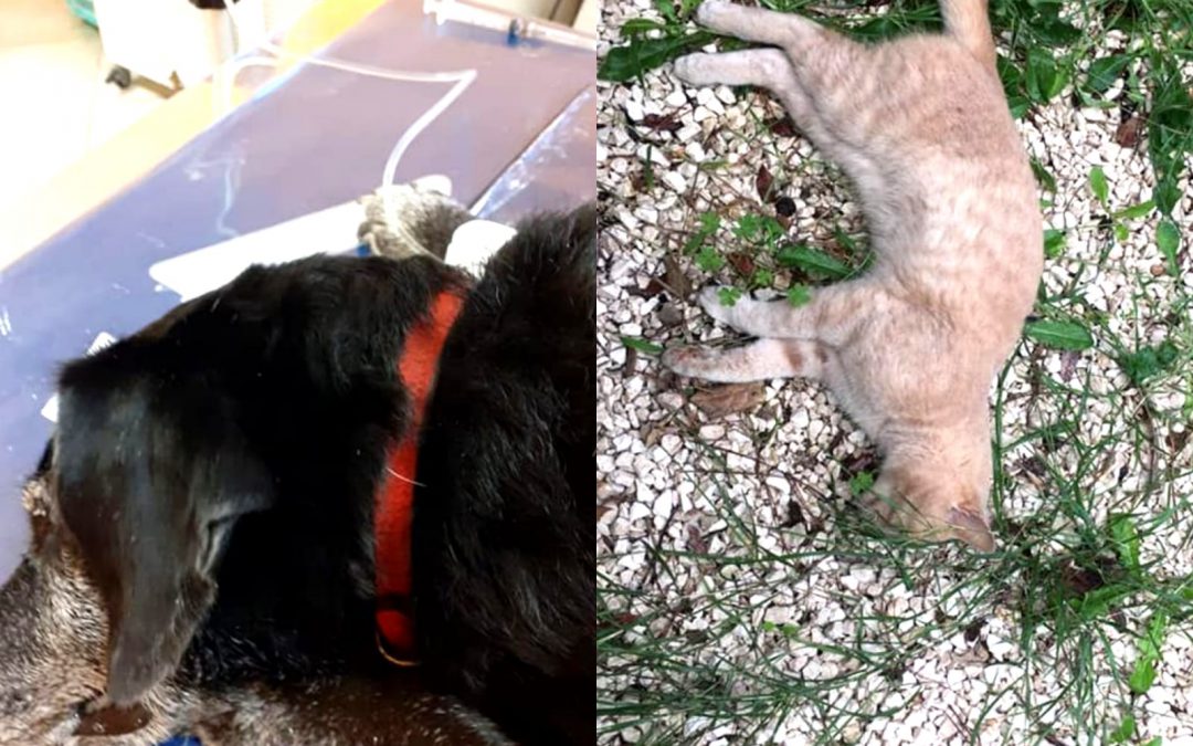 Orosei (NU) – Avvelenamenti senza fine