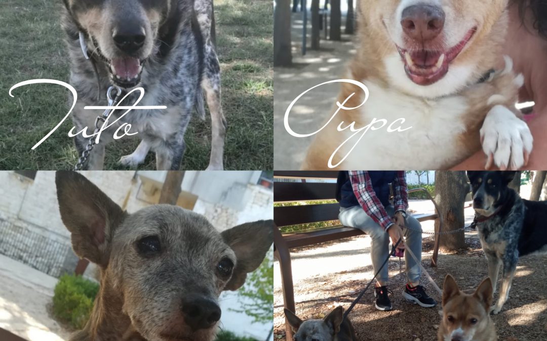 Conversano (BA) – Tre nonnini in cerca di casa