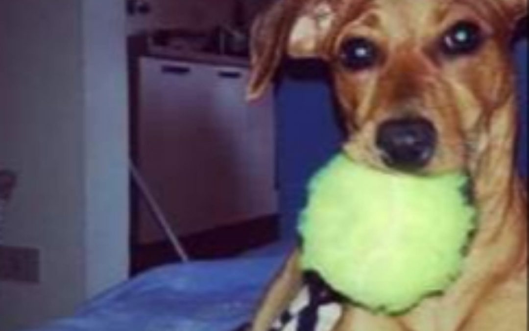 Pescia (PT) – LNDC in prima linea nel processo per Pilù