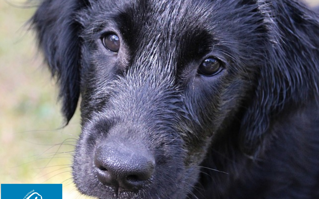 Treviso – Simba, vittima per mano dell’uomo