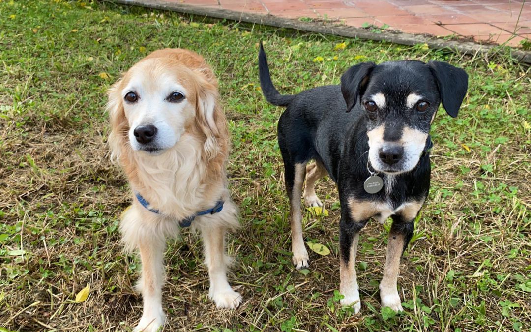 Roma – Nina e Rocky cercano casa