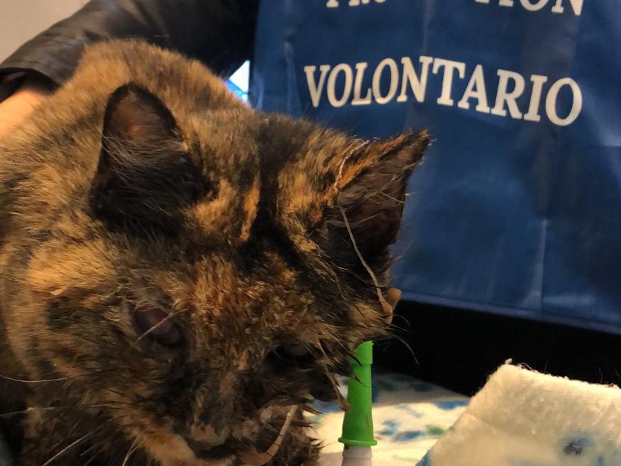 Adelfia (BA) – Un aiuto per le cure di Sofy