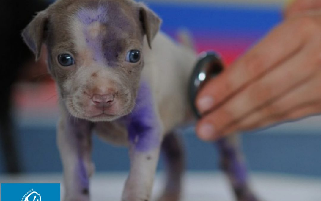 Farmaci veterinari – Emendamento per abbassare i costi