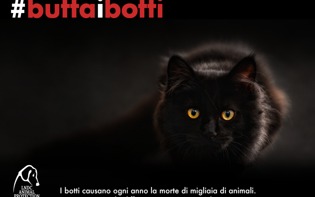 Capodanno 2020, tutto quello che dovete sapere per proteggere il vostro animale