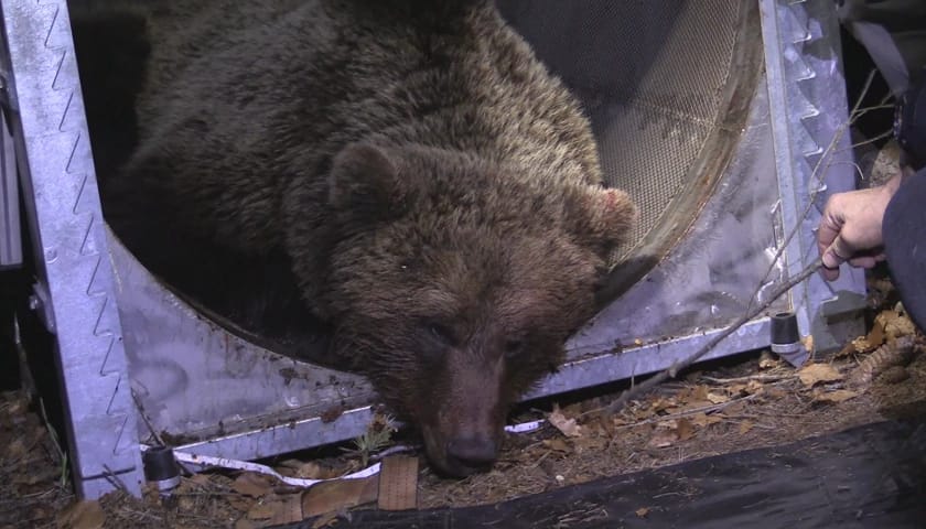 M49, giovedì 10 il Consiglio di Stato decide sul ricorso della LNDC