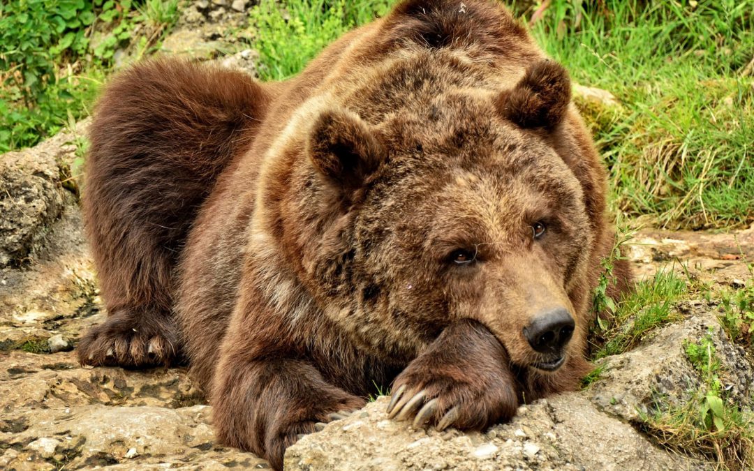 Trento – Vittoria delle Associazioni. JJ4 è libera