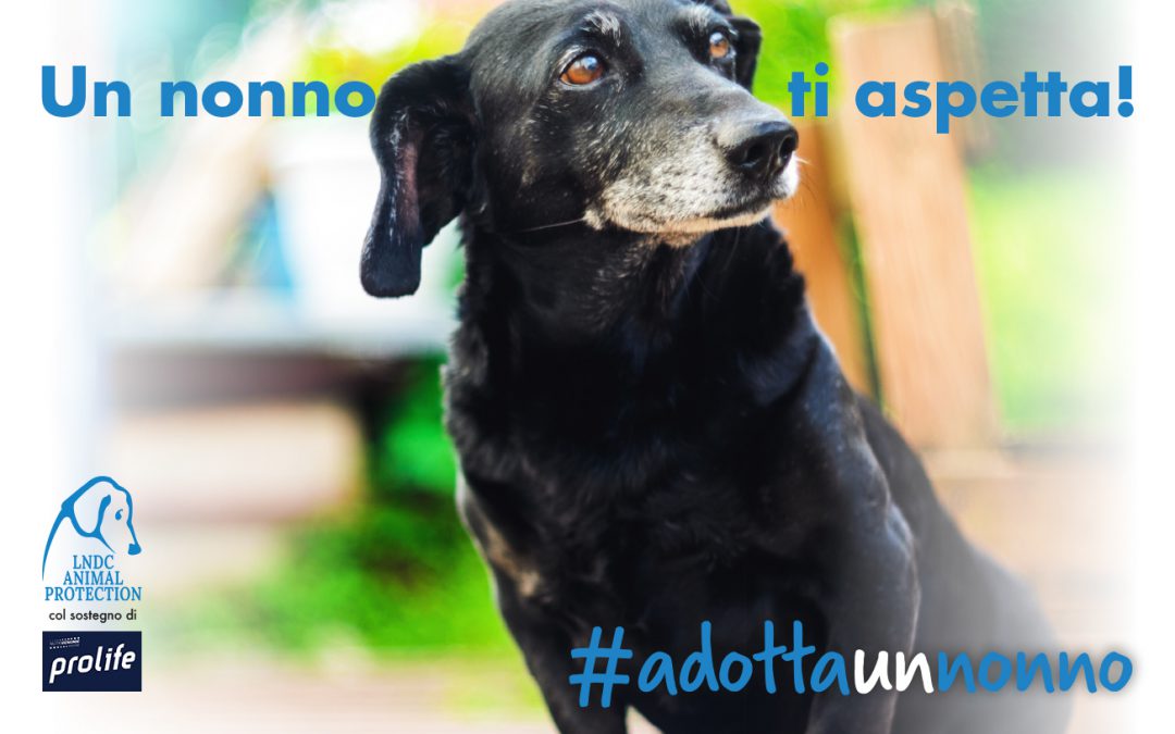 LNDC e Prolife insieme con #adottaunnonno