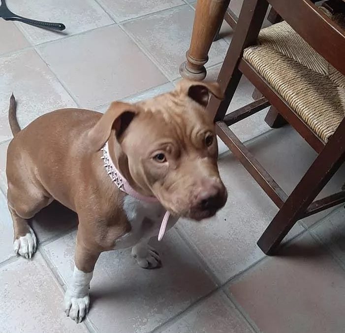 Zoe uccisa da un cacciatore