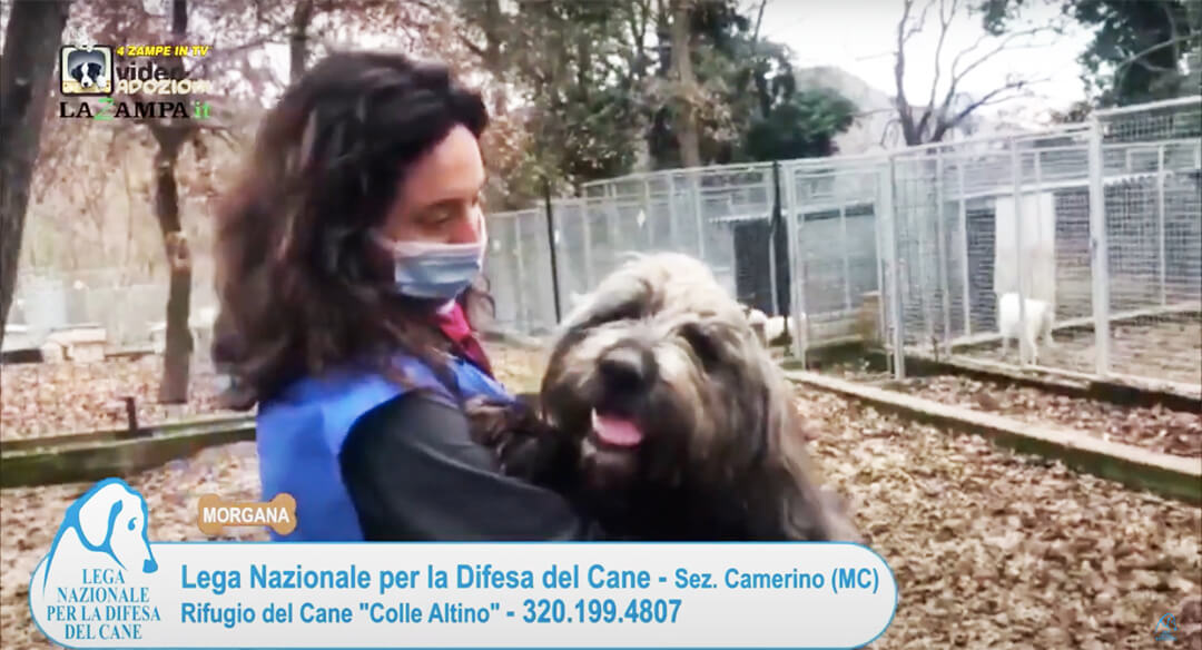 4 Zampe in TV al Rifugio LNDC di Camerino (MC)/4