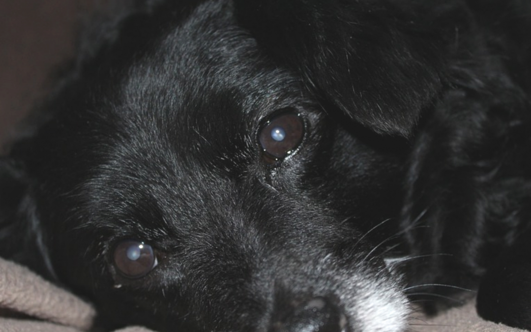 Cani impiccati nel Cilento