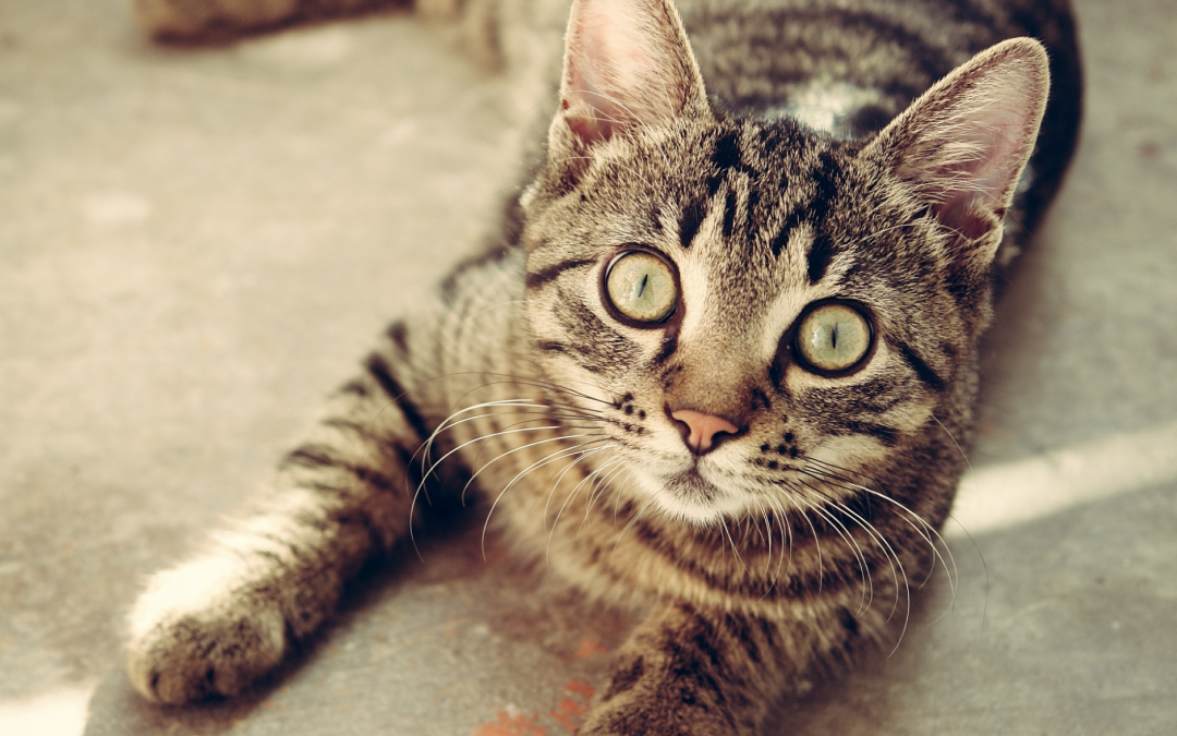 Vermiglio (TN) – Non sopporta le deiezioni del gatto e lo annega