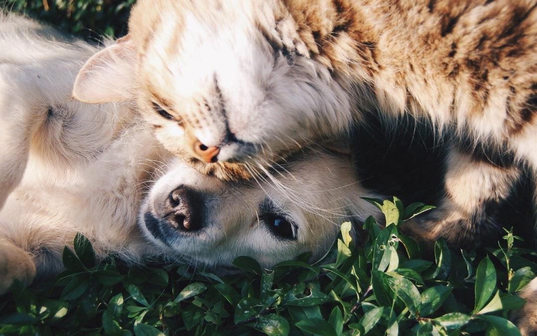 Legge di Bilancio 2021 – LNDC chiede chiarimenti su animali sequestrati