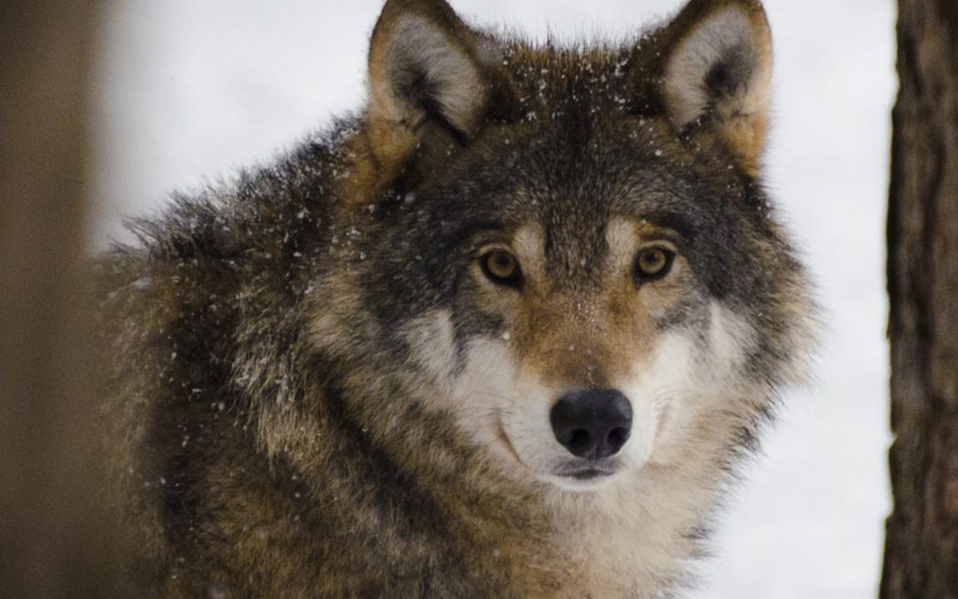 Foggia – Lupo ucciso e impiccato. LNDC denuncia