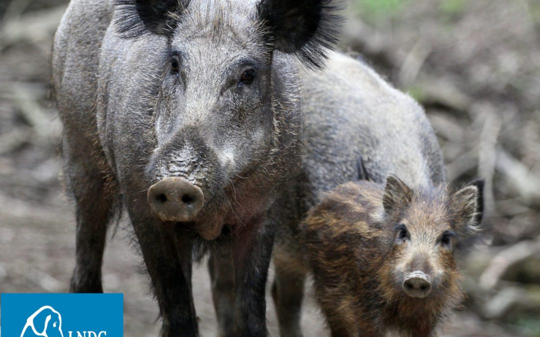 Castiglione del Lago (PG) – LNDC e WWF contro Ordinanza anti-cinghiali