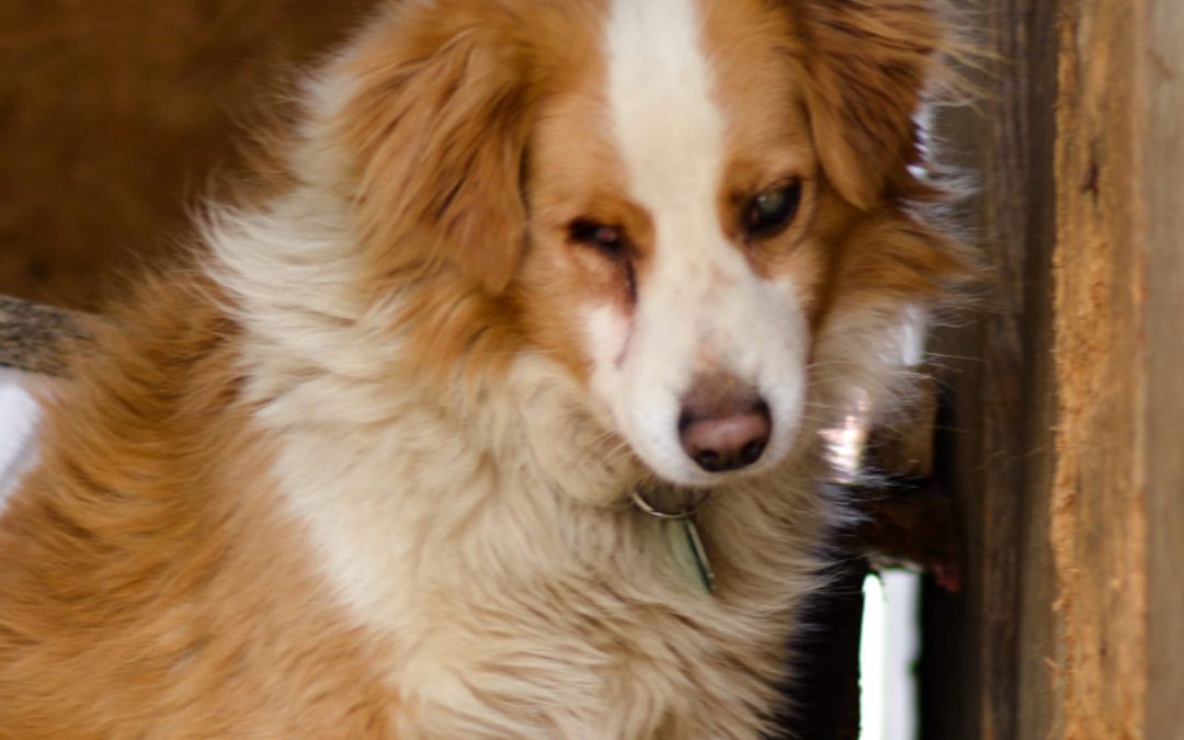 Villanova d’Asti – Deve traslocare e uccide il suo cane